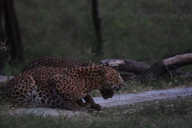 Exclusive Safari at Jhalana Leopard Park Including Transfers - Park Highlights