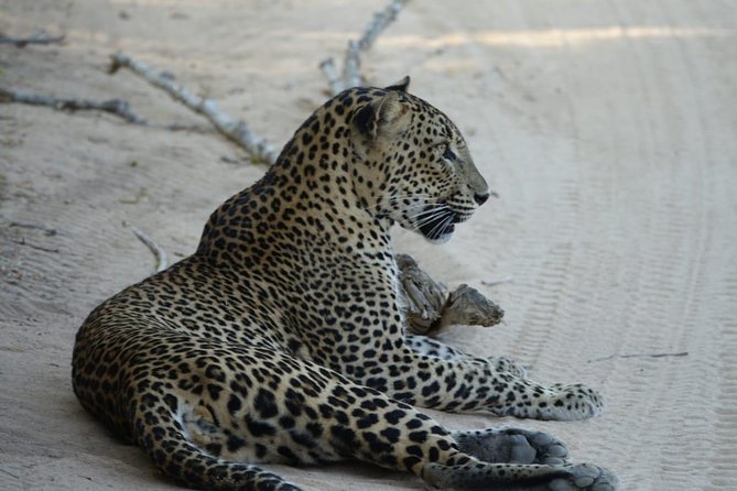 Exclusive Safari at Jhalana Leopard Park Including Transfers - Photography Tips