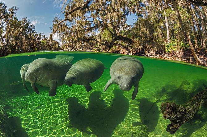Exclusive Small Group VIP Heated Manatee Snorkel Tour - Whats Included