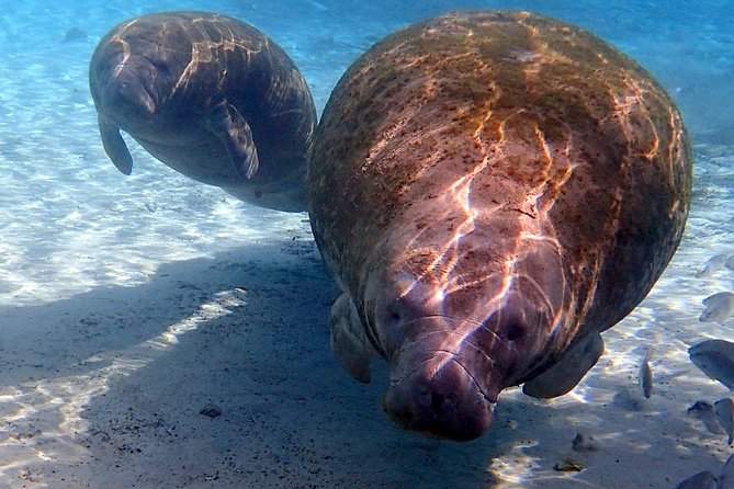 Exclusive Small Group VIP Heated Manatee Snorkel Tour - Meeting and Pickup