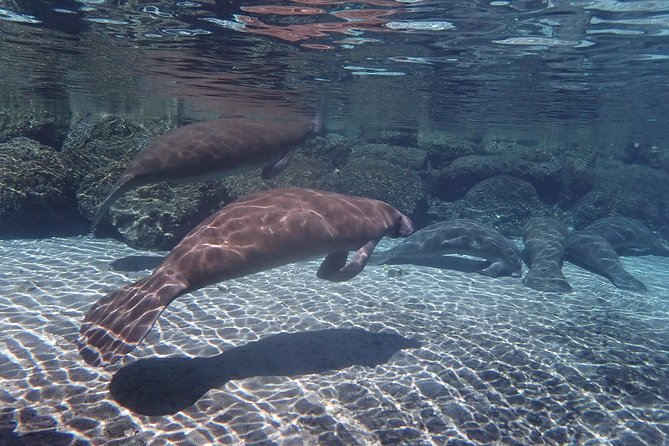 Exclusive Small Group VIP Heated Manatee Snorkel Tour - Additional Information