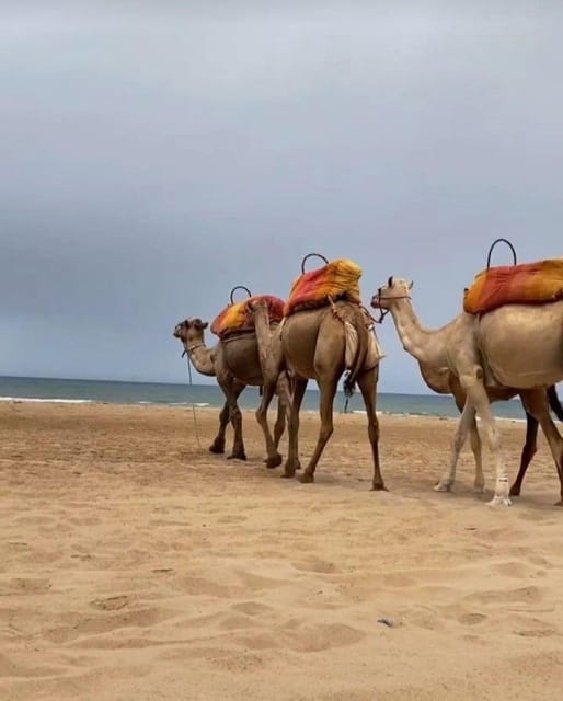 Exclusive Tangier Day Tour From Tarifa to Tanger With Tea - FAQ