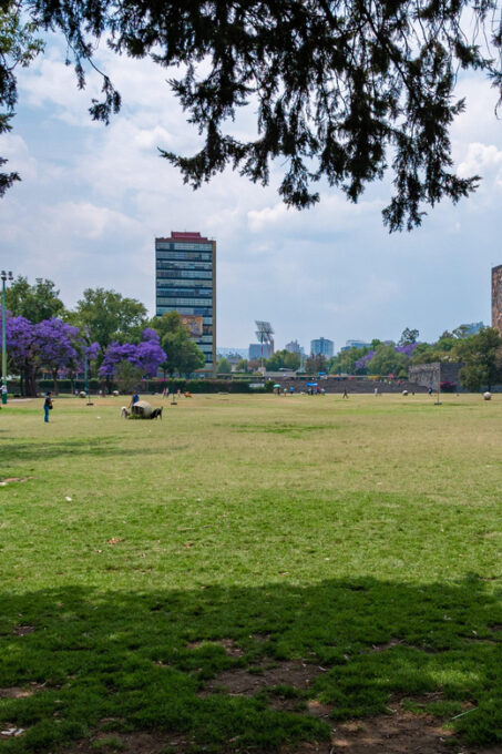EXCLUSIVE TOUR: Murals & Stadium at Ciudad Universitaria - Frequently Asked Questions