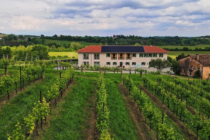 Exclusive Tour of the Vineyards With Visit to the Cellar! - Cellar Tour Experiences