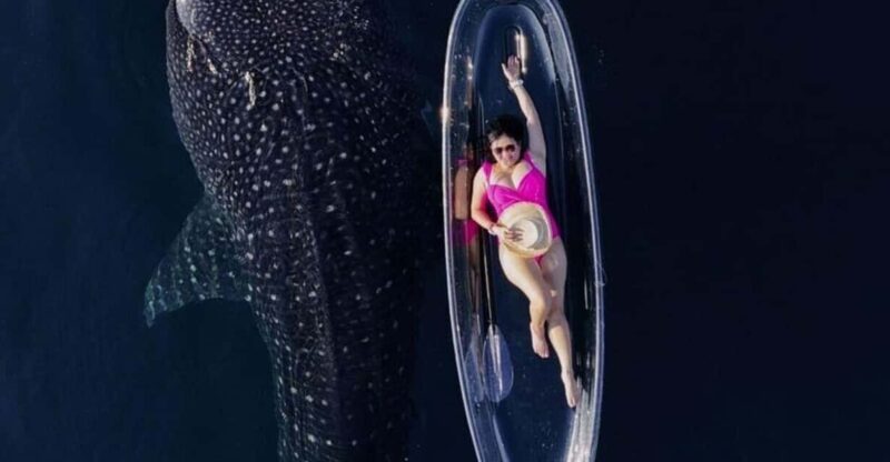 EXCLUSIVE TOUR WHALE SHARK 4D3N INCLUDE DRONE - Key Points