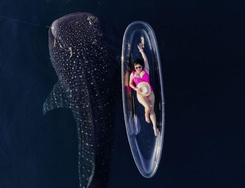 EXCLUSIVE TOUR WHALE SHARK 4D3N INCLUDE DRONE - Arrival Itinerary