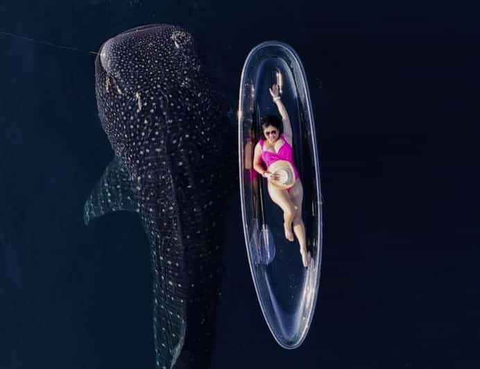 EXCLUSIVE TOUR WHALE SHARK 4D3N INCLUDE DRONE - Whale Shark Experience