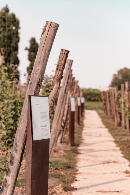 Exclusive Wine Experience: Venetian Best Vineyards - Culinary Delights: Chopping Board and Breadsticks