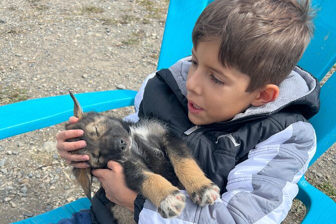 Exclusive Yukon Full-Day Tour With Dog Mushing Adventure - Discovering Dog Mushing Traditions