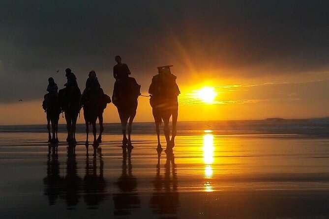 Excursion: 1h/Quad+1h/Camels (Free Transfer) - Meeting and Pickup