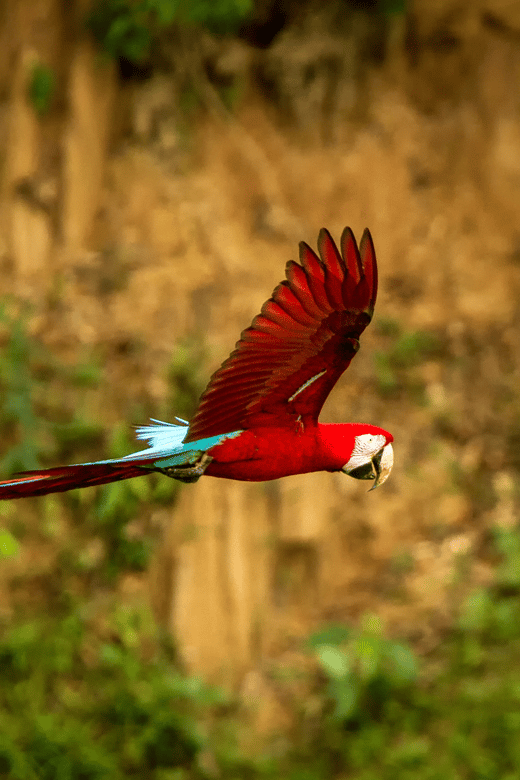 Excursion 4d /3 Nights Macaw Clay Lick and Lake Sandoval - Day 1: Arrival and Exploration