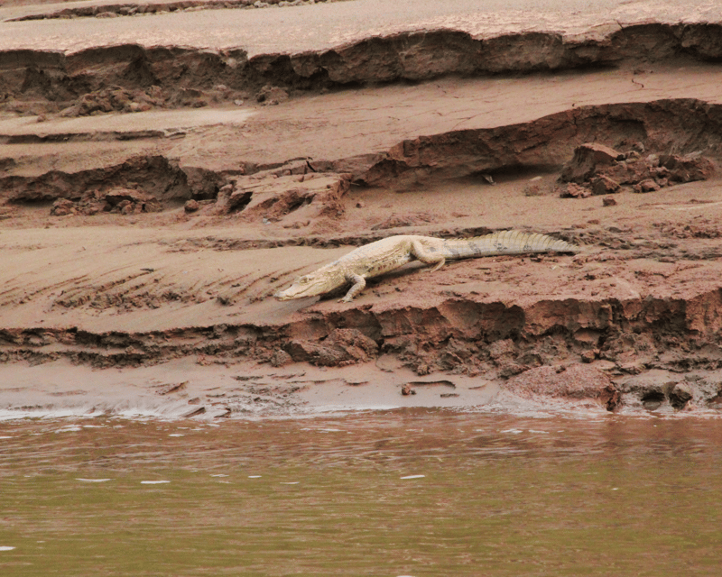 Excursion 4d /3 Nights Macaw Clay Lick and Lake Sandoval - Day 2: Macaw Clay Lick