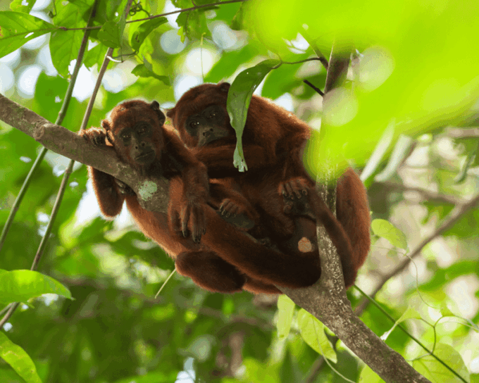 Excursion 4d /3 Nights Macaw Clay Lick and Lake Sandoval - Day 4: Lake Anaconda and Departure