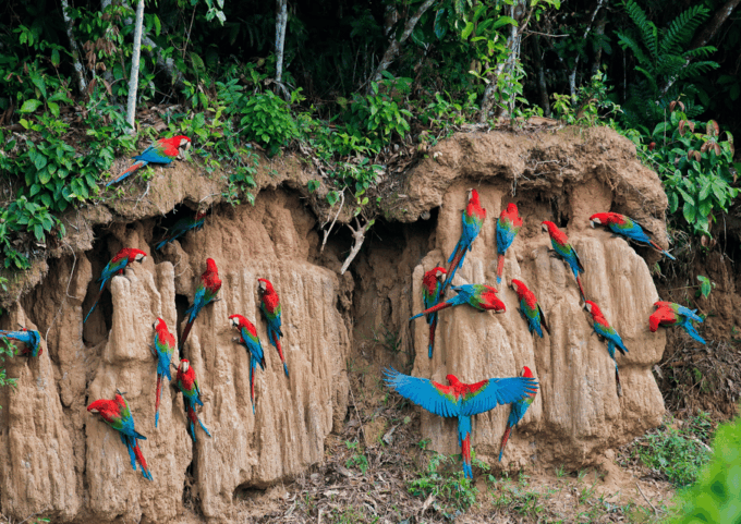 Excursion 4d /3 Nights Macaw Clay Lick and Lake Sandoval - Wildlife and Nature Experiences