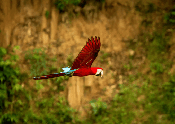 Excursion 4d /3 Nights Macaw Clay Lick and Lake Sandoval - Booking and Availability