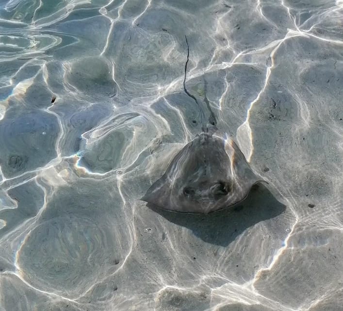 Excursion*** (Grand-Cul-De-Sac-Marin Feet in the Water) - Booking and Contact Information