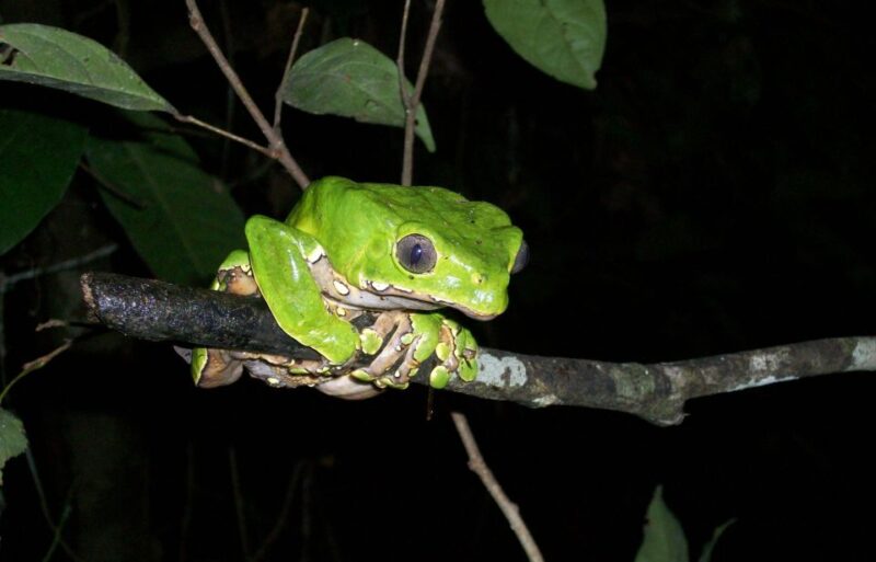 Excursion in the Amazon 4d /3 Nights - Pricing and Availability
