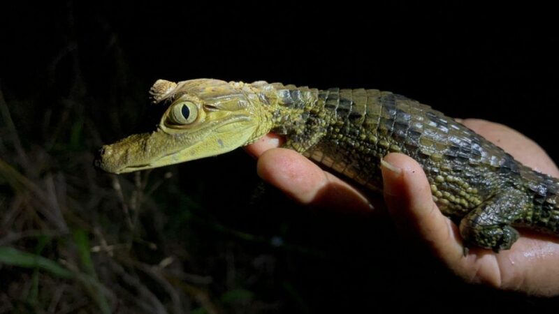 Excursion in the Rainforest 5D /4 Nights - Key Points