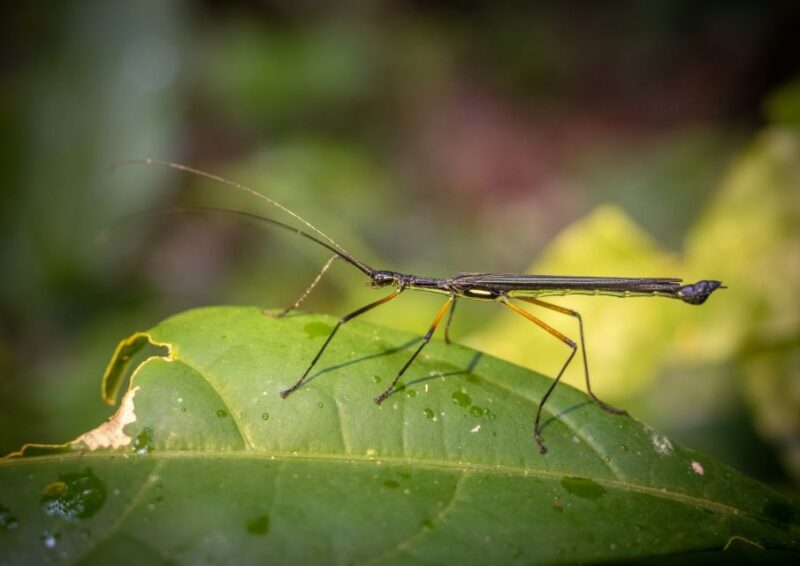 Excursion in the Rainforest 5D /4 Nights - Cancellation and Booking