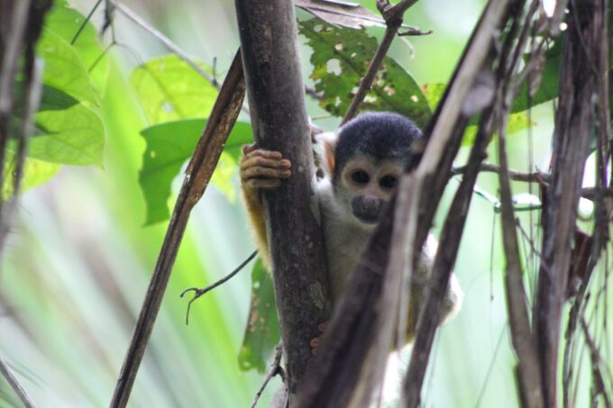 Excursion in the Rainforest 5D /4 Nights - Age and Group Size