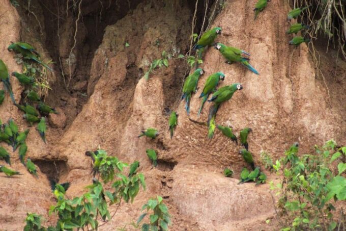 Excursion in the Rainforest 5D /4 Nights - Arrival and Transportation
