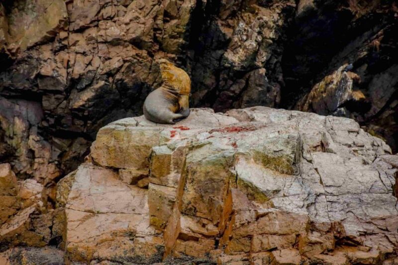 Excursion to Ballestas Islands and Paracas National Reserve - Customer Feedback