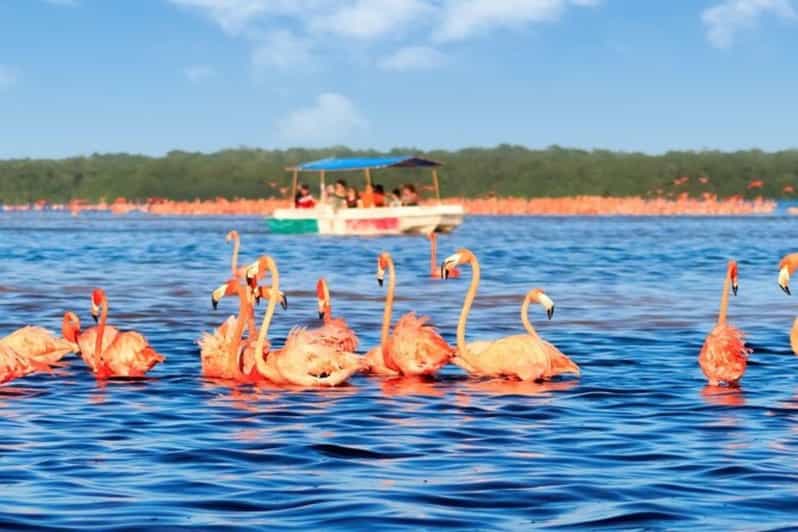 Excursion to Celestun, Swimming, Hiking & Boat Ride - Key Points