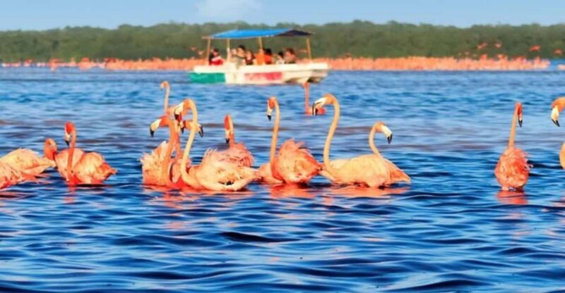 Excursion to Celestun, Swimming, Hiking & Boat Ride - Transportation and Inclusions