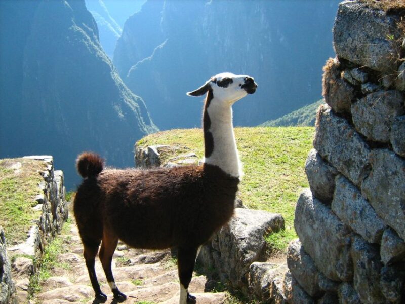 Excursion to Machupicchu Full Day Witch Lunch - Train Ride