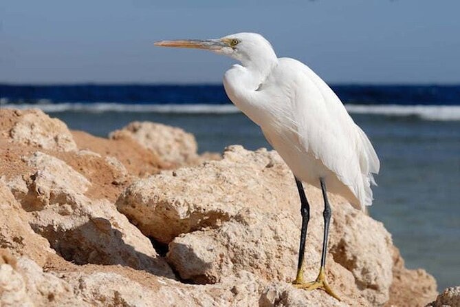 Excursion to Nabq National Park and Oasis Bay Sharm El Sheikh - Inclusions and Exclusions
