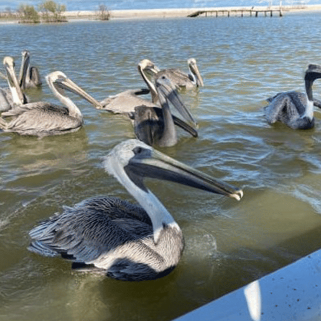 Excursion to Río Lagartos, Coloradas, and Playa Cancúnito - Activity Descriptions