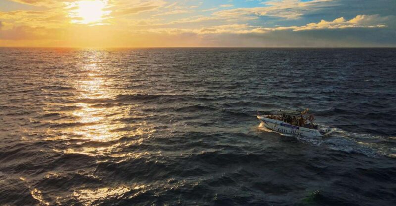 Excursion to See the Whales 2 Hours - Experience Highlights