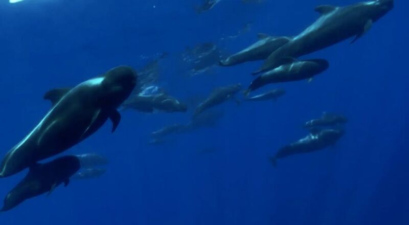 Excursion to See the Whales - 3 Hours - Key Points