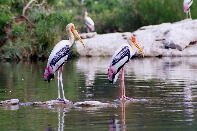 Excursion to Surwal Lake With Transfers & Guided Trip - Good To Know