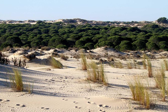 Excursion to the Beaches of Huelva From Seville - Private Tour - Accessibility and Participation
