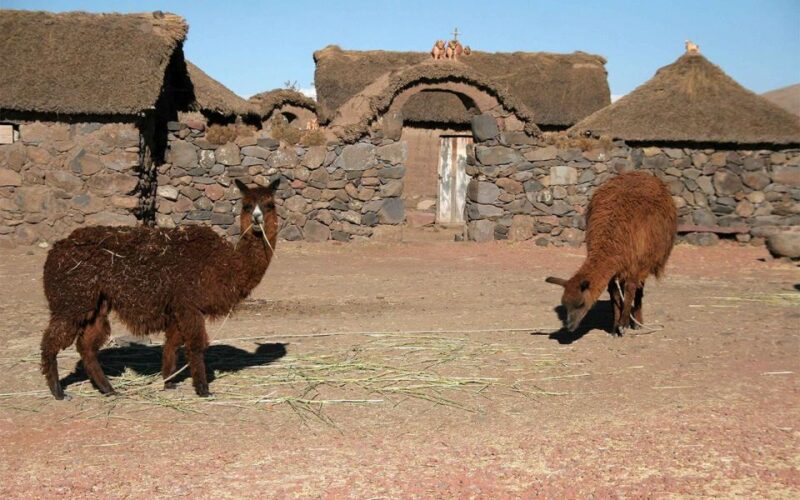 Excursion to the Chullpas of Sillustani: Mysterious Cemetery - Sillustanis Cultural Significance