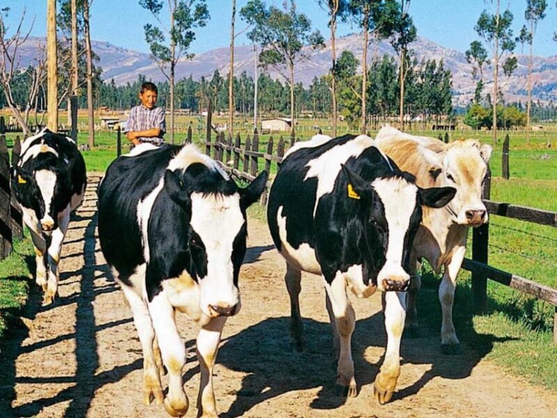 Excursion to the La Colpa Hacienda and Baños Del Inca. - Highlights of La Colpa