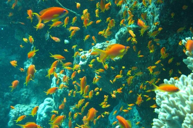 Excursion to Tiran Island by Boat - Meeting and Pickup