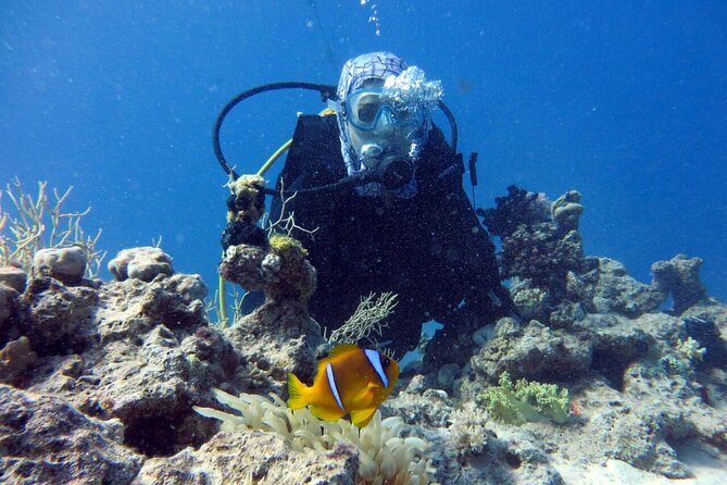 Excursion to Tiran Island by Boat - Pricing and Availability