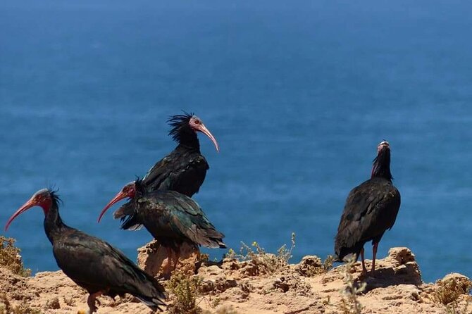 Excursions to the Souss Massa National Park - Key Points