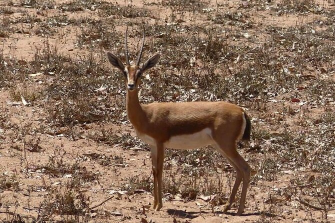 Excursions to the Souss Massa National Park - Park Accessibility and Amenities