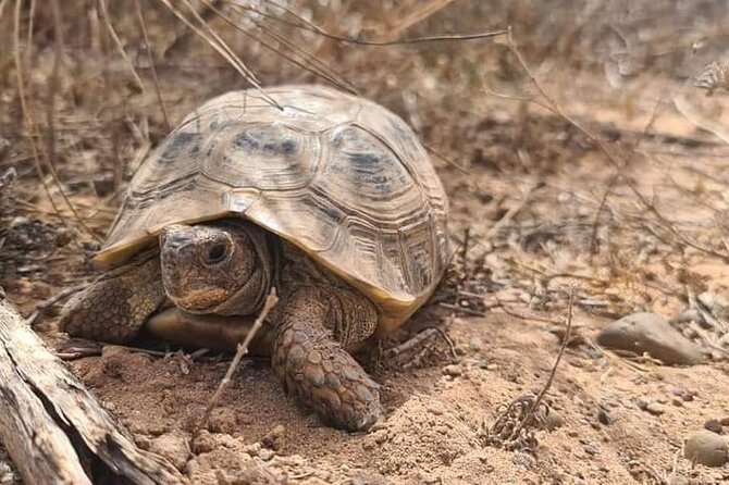 Excursions to the Souss Massa National Park - Duration and Itinerary