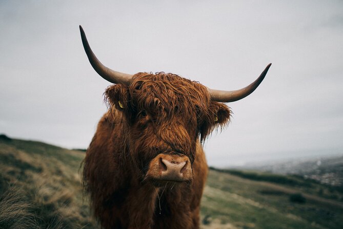 Executive Scottish Lowlands Tour - Reviews and Ratings