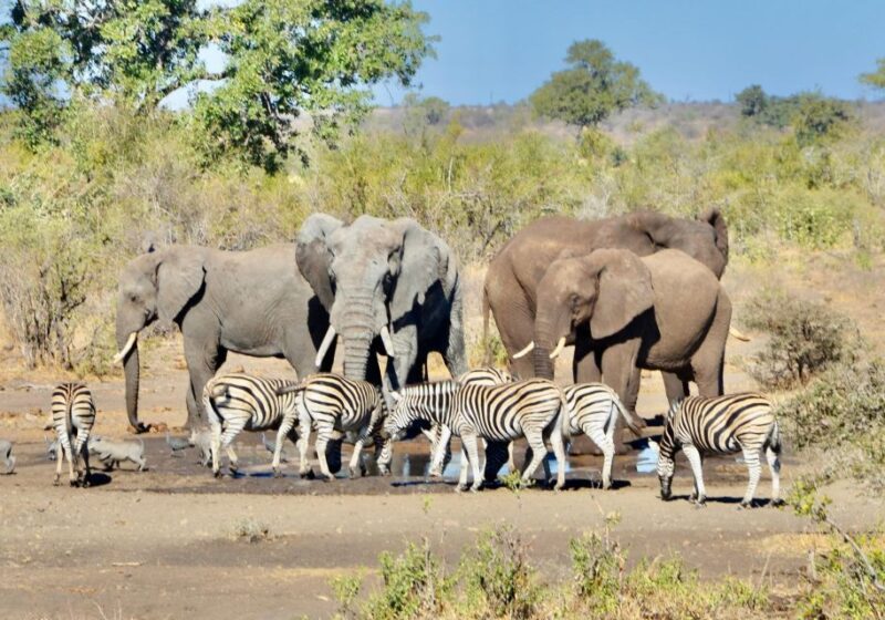 Exhilarating 2 Day Kruger Safari From Nelspruit - Delectable Dining Experiences
