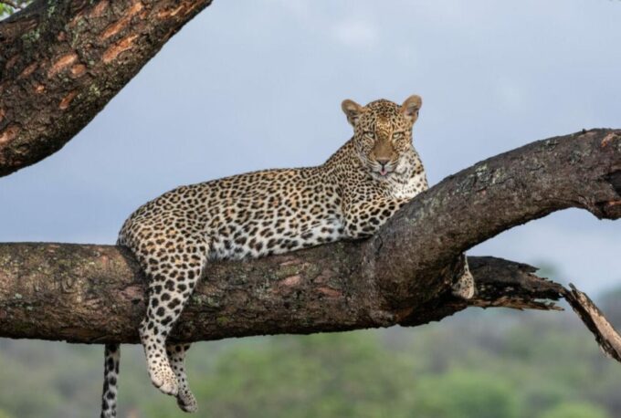 Exhilarating 2 Day Kruger Safari From Nelspruit - Flexible Pickup and Drop-off