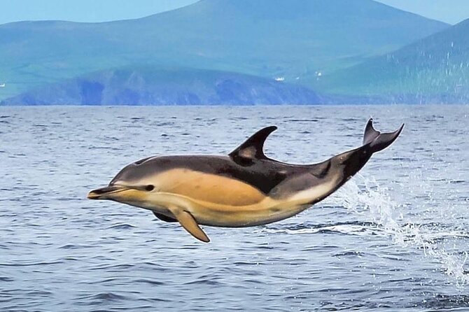 Exhilarating Rib Experience - Dingle Sea Safari - Knowledgeable and Communicative Guides