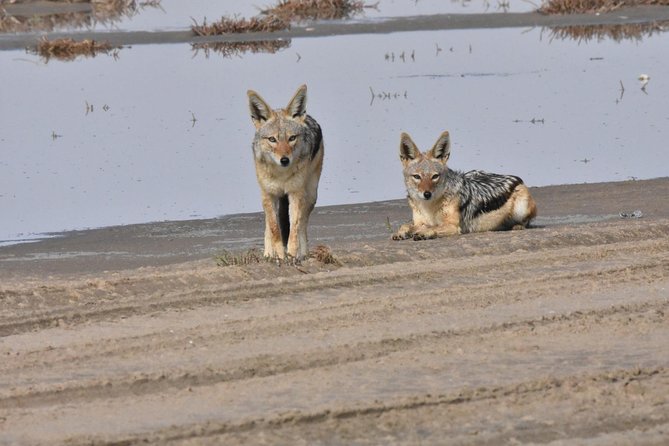 Exhilarating Sandwich Harbour 4x4: Guided Self Drive Experience - Key Points