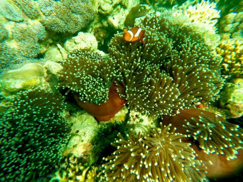 Exotic Escape Island : Pink Beach and Snorkeling Daily Tour - Itinerary Highlights