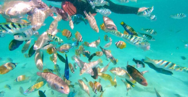 Exotic Escape Island : Pink Beach and Snorkeling Daily Tour - Inclusions