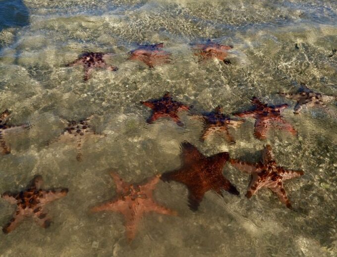 Exotic Escape Island : Pink Beach and Snorkeling Daily Tour - Additional Notes
